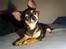Chihuahua Maya