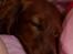 Gravhund Von-Fyrbo Casandra - <3