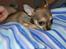 Chihuahua Gismo