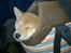 Shiba Heok's Ryuu kaldes Taiko - 9 uger :)