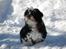 Shih tzu Cherry
