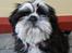Shih tzu Cherry