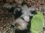 Shih tzu Cherry