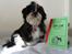 Shih tzu Cherry