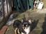 Chihuahua Zackie