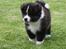 Akita inu Emiko/Miko