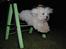 Coton de tulear Anton