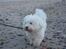 Coton de tulear Anton - Anton på stranden<3