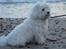 Coton de tulear Anton