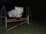 Coton de tulear Anton