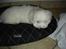 Coton de tulear Anton - Lige da anton kom hjem nej hvor var han trat
