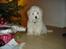 Coton de tulear Anton - LIlle bitte anton  under juletræet