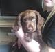 Cocker spaniel Bella