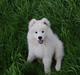 Samojedhund Blue Balou