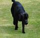 Labrador retriever Bonzo