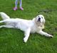 Golden retriever pole pooition de ria vela