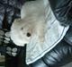 Coton de tulear selma