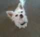 Chihuahua .•:*¨¨*:•Chapper•:*¨¨*:•