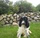 Cocker spaniel Oskar