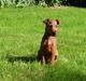 Irsk terrier Neville
