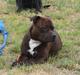 Staffordshire bull terrier Luke