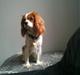Cavalier king charles spaniel Agersbøls Liva