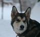 Alaskan malamute Theis