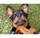Rottweiler Bella Lien Valentin