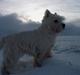 West highland white terrier Birgitte Dalsø's Emil 