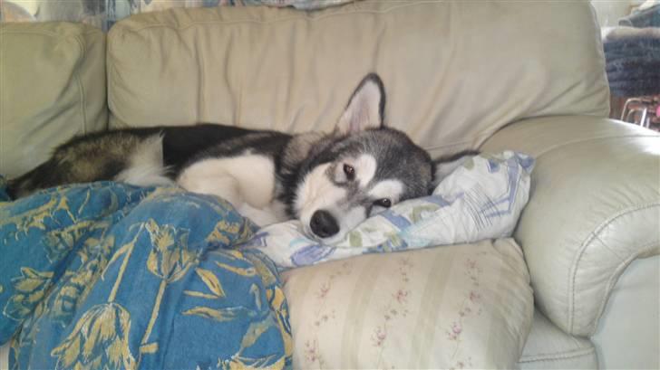 Alaskan malamute April Summer Wind billede 6