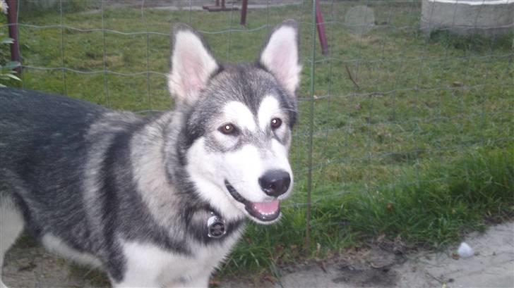 Alaskan malamute April Summer Wind billede 7