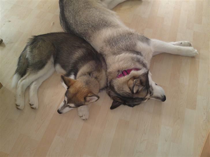 Alaskan malamute April Summer Wind billede 8