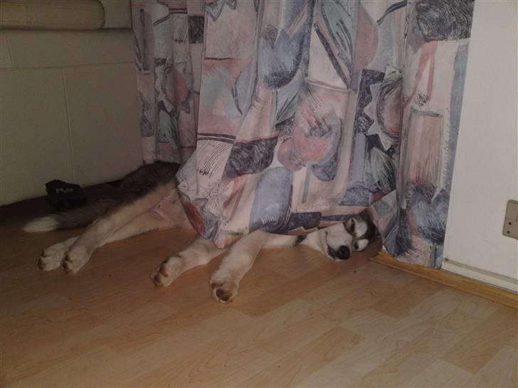 Alaskan malamute April Summer Wind billede 9