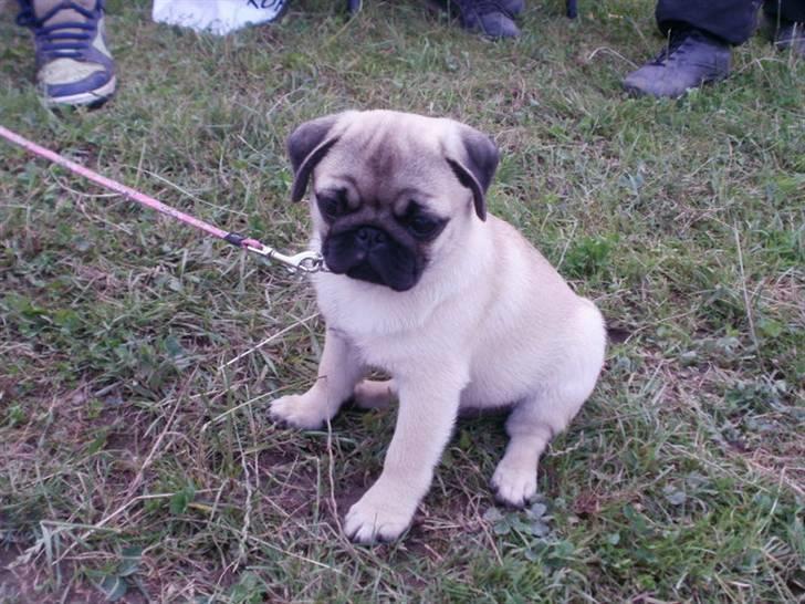 Mops Møffe <3 billede 3