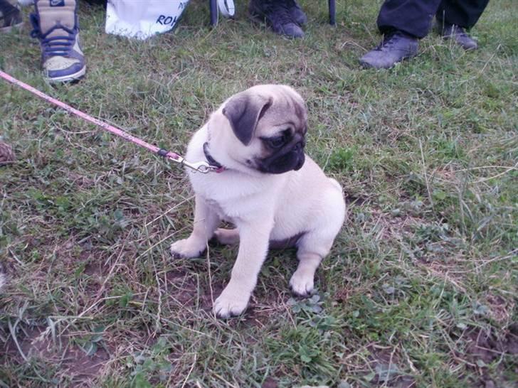 Mops Møffe <3 billede 5