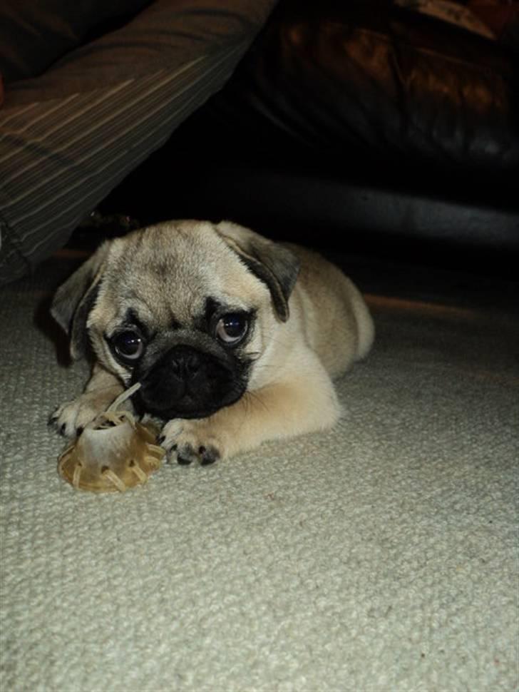 Mops Møffe <3 billede 7