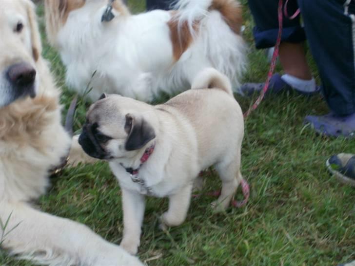 Mops Møffe <3 billede 8