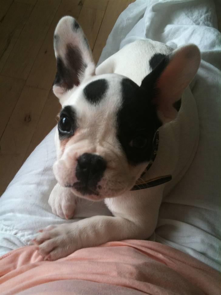 Fransk bulldog PrutFiis - putter hos min moar billede 5