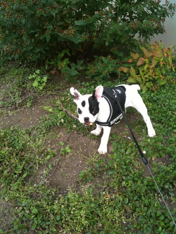 Fransk bulldog PrutFiis - elsker bare at finde pinde billede 6