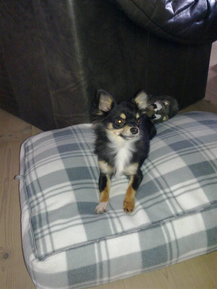 Chihuahua Zackie - December ca. 9 mdr. billede 14