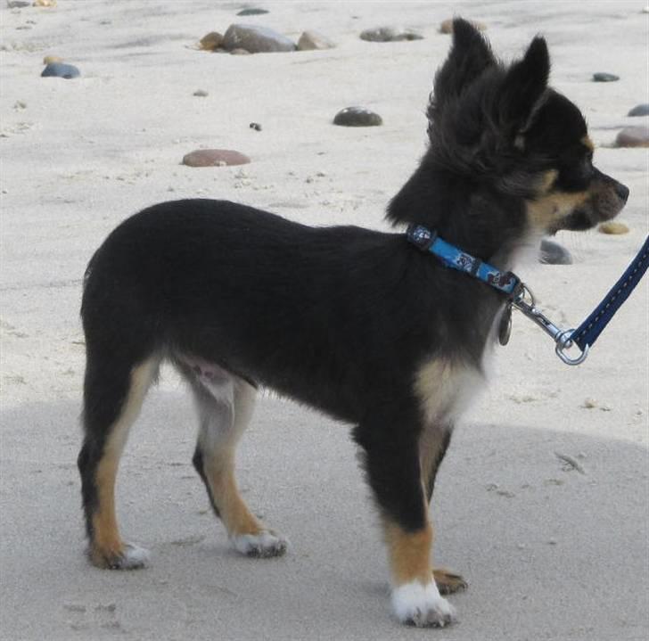 Chihuahua Zackie - En tur på stranden d.22/8 2010 billede 5