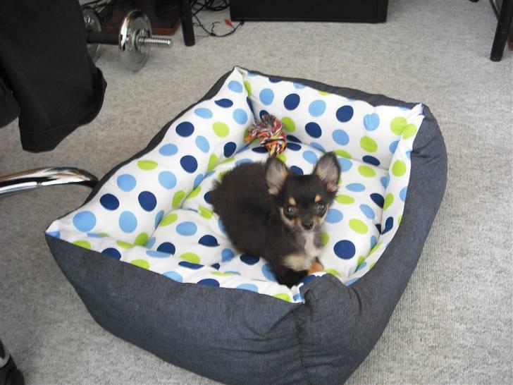 Chihuahua Zackie billede 7