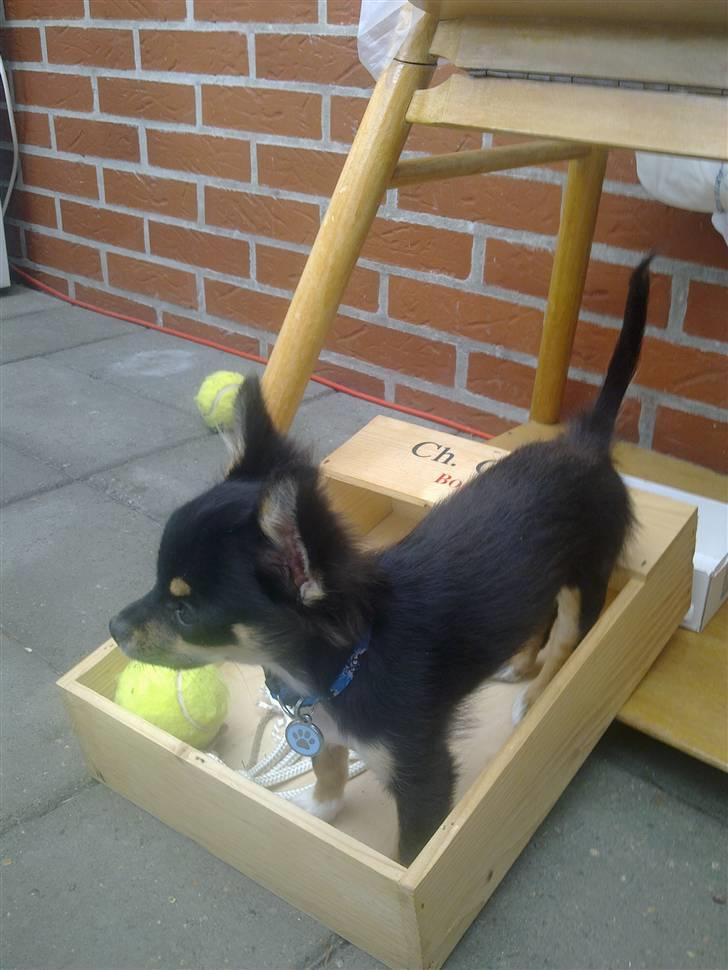 Chihuahua Zackie - Han er den bedste vin :) billede 8