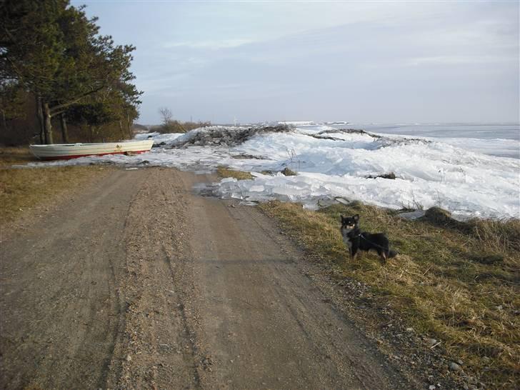 Chihuahua Zackie - is skruninger ved Ringkøbing fjord billede 13