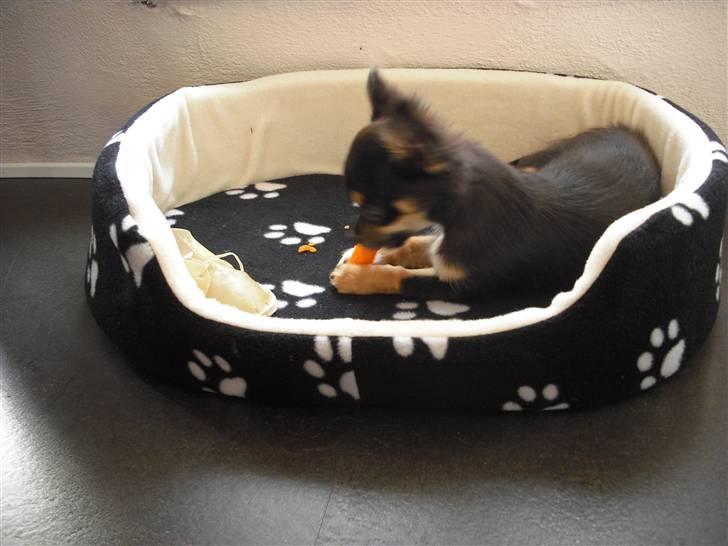 Chihuahua Zackie - Det er godt med en gullerod billede 10