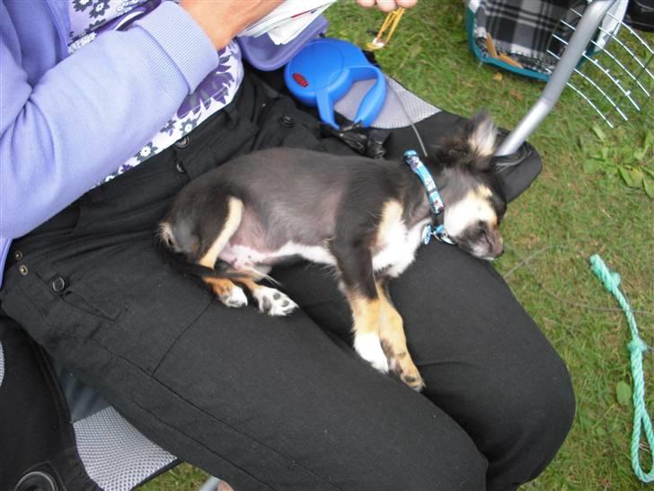 Chihuahua Zackie - Det er godt nok hårdt at være på camping billede 9