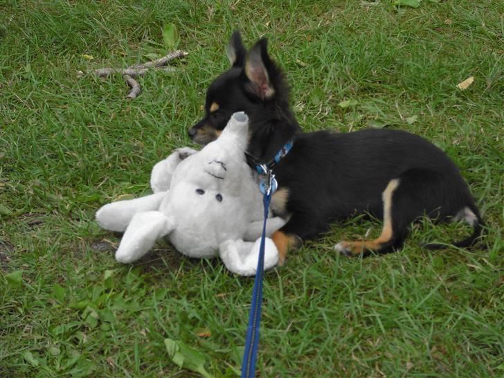 Chihuahua Zackie - En af mine gode venner billede 11