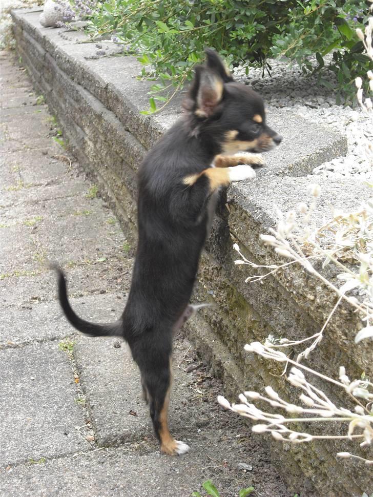 Chihuahua Zackie - Hvem sagde nysgerrig billede 12