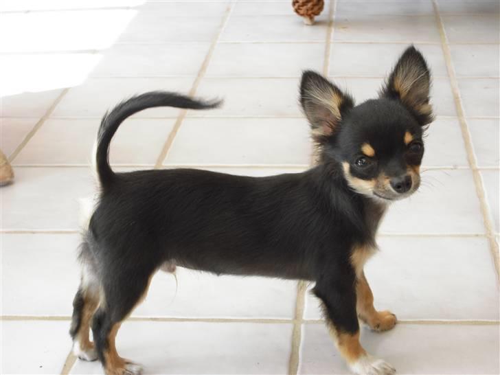 Chihuahua Zackie - En ok holdning billede 6