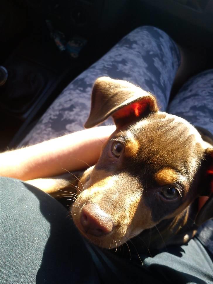 Blanding af racer Choko - På vej hjem til hendes nye hjem billede 1